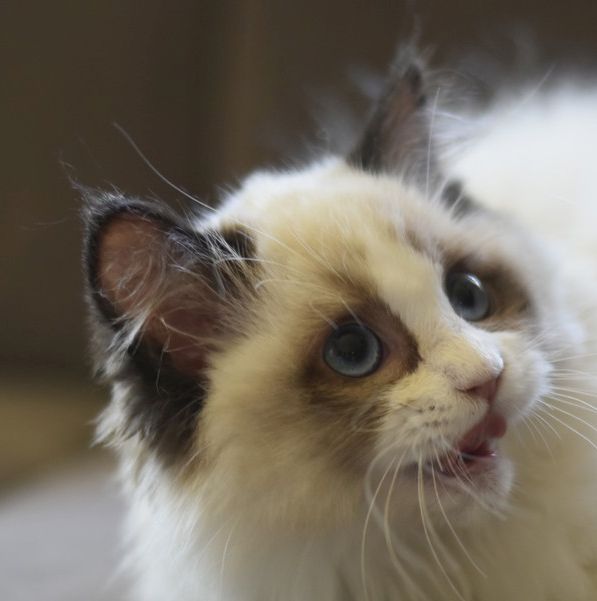 images/AvailableKittens/Rose website.jpg